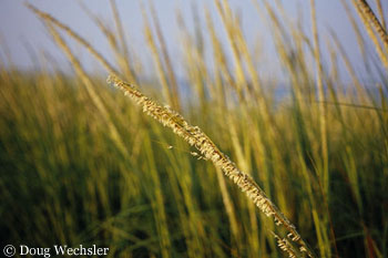 SALTMARSH CHORDGRASS 2810-26.jpg - 54191 Bytes